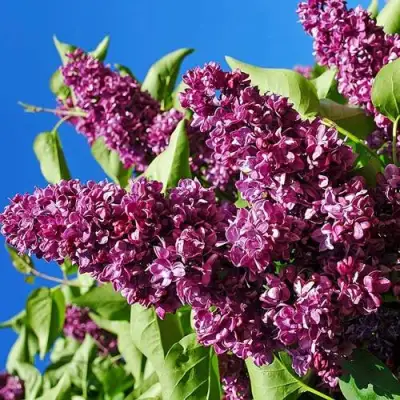 Сирень ЧАРЛЬЗ ДЖОЛИ в Орше