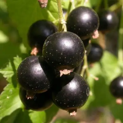 Смородина чёрная БИНАР в Орше