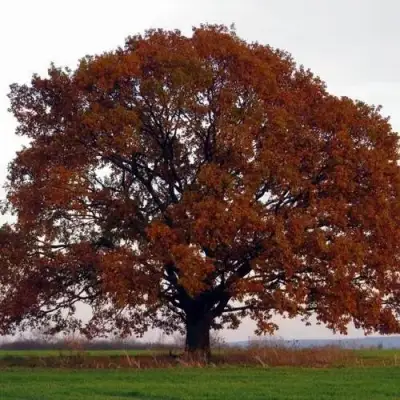 Дуб скальный в Орше