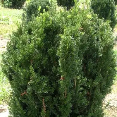 Тис ХИКСИ средний в Орше