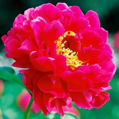 Пион ХРАБРЫЙ ВОИН травянистый в Орше