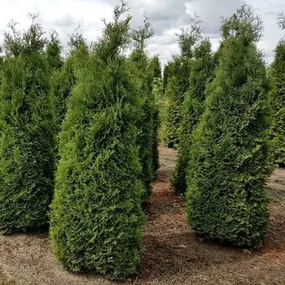 Туя ХОЛМСТРУП западная в Орше