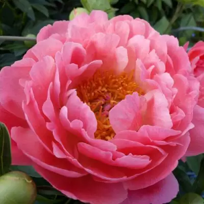 Пион КОРАЛ САНСЕТ травянистый в Орше