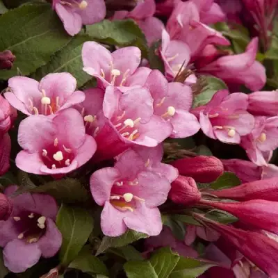 Вейгела ФЛОРИДА в Орше