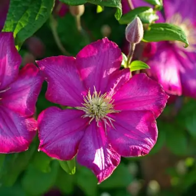 Клематис КАРМЕНСИТА в Орше