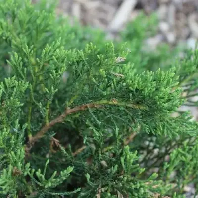 Можжевельник РОКЕРИ ДЖЕМ казацкий  в Орше