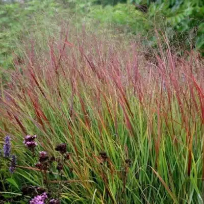 Просо РЕБРАУН прутьевидное в Орше