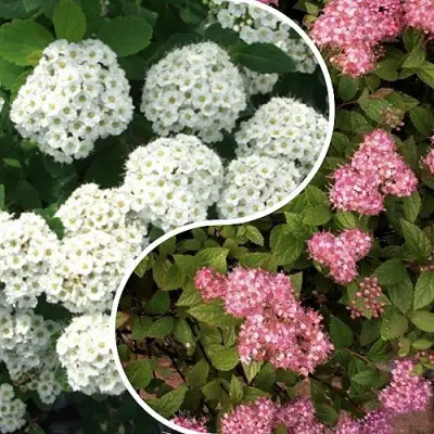 Комплект ТАЛАНТЛИВЫЙ САДОВОД в Орше