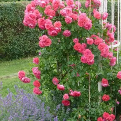 Роза РОЗАРИУМ ЮТЕРСОН плетистая в Орше