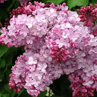 Сирень ЭСТЕР СТЕЙЛИ в Орше