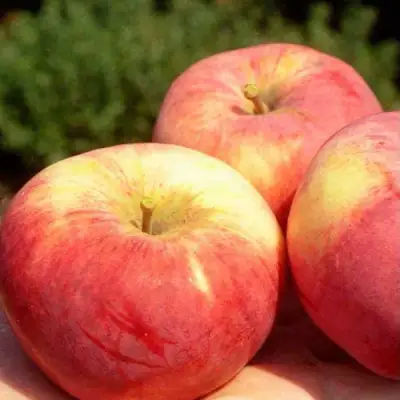 Яблоня ОРЛОВИМ в Орше