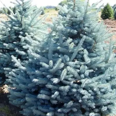 Ель ГЛАУКА колючая в Орше