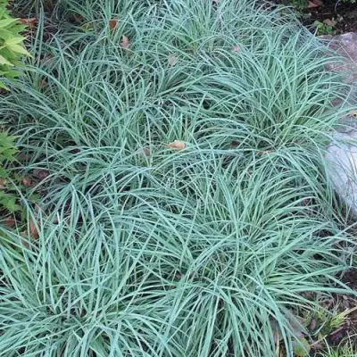 Осока БЛЮ ЗИНГЕР в Орше