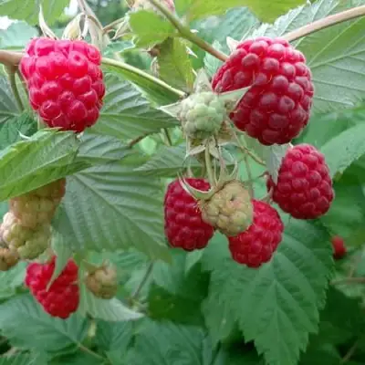 Малина ПРОСТО ПРЕЛЕСТЬ (СТОЛЕШНИК) в Орше