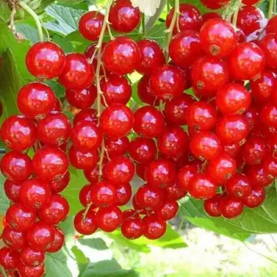 Смородина красная ФЕРТОДИ в Орше