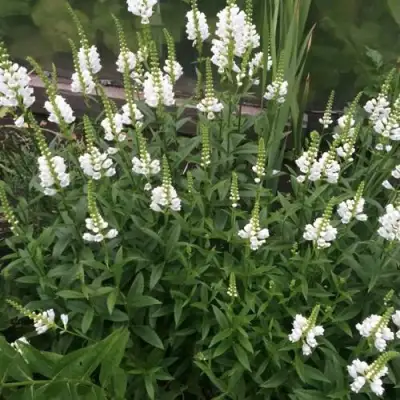 Физостегия АЛЬБА виргинская в Орше