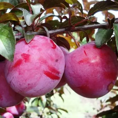 Слива ЛАМА в Орше