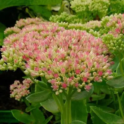 Очиток (седум) БРИЛЛИАНТ в Орше