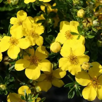 Лапчатка ХАКМАНС ГИГАНТ кустарниковая в Орше