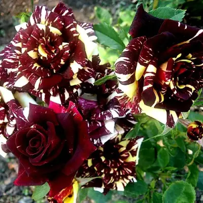 Роза ФОКУС ПОКУС флорибунда в Орше