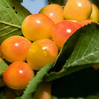 Дюк (черевишня) БЕЛОЧКА в Орше