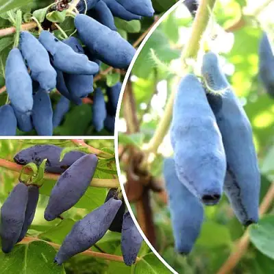 Комплект СЛАДКИЕ ХИТЫ в Орше