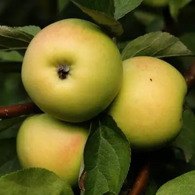 Яблоня ДАНИЛА в Орше