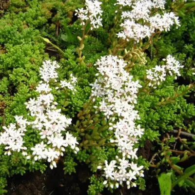 Очиток (седум) ХЛОРОТИКУМ белый в Орше