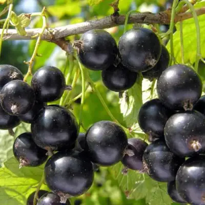 Смородина чёрная НЕСТЕР КОЗИН в Орше