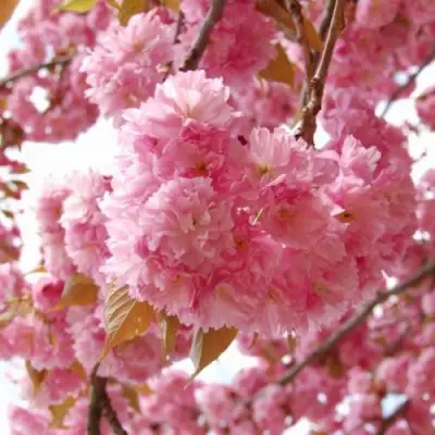 САКУРА  в Орше