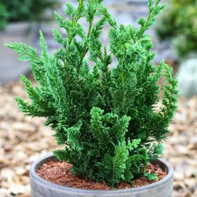 Кипарисовик ВИСЕЛЛИ лавсона в Орше