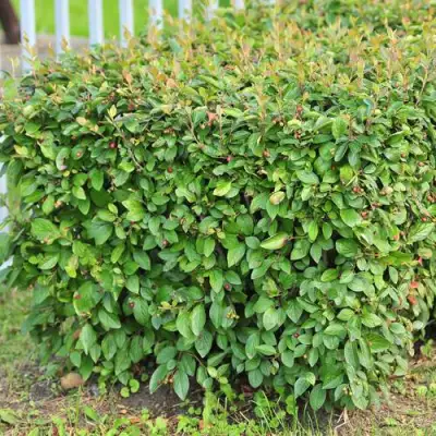 Кизильник блестящий в Орше