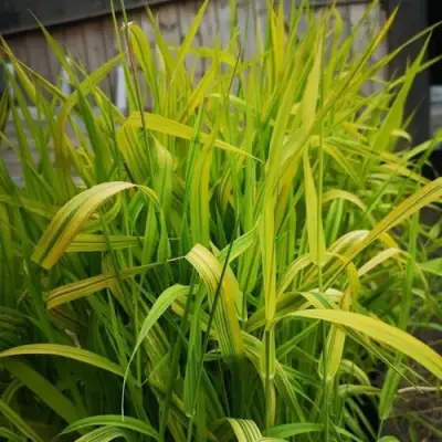 Фалярис АРКТИК САН тростниковый в Орше