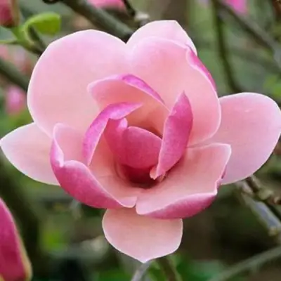 Магнолия РУСТИКА РУМБА в Орше