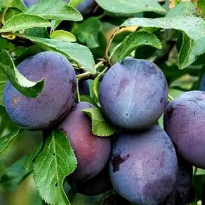 Слива ВЕНГЕРКА БЕЛОРУССКАЯ в Орше