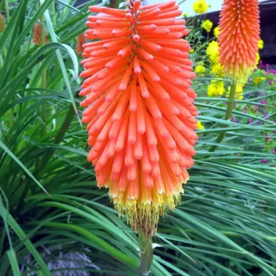 Книфофия БЕНГАЛ ФАЕР гибридная в Орше