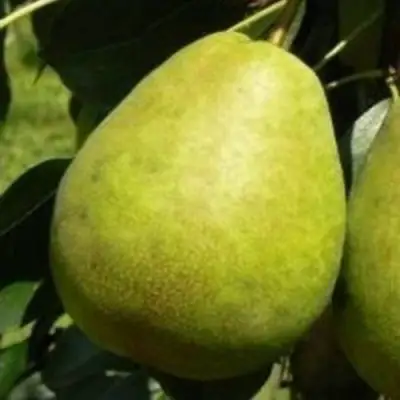 Груша ЛАГОДНАЯ в Орше