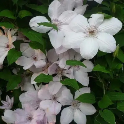 Клематис ИОАНН ПАВЕЛ 2 в Орше