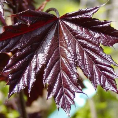 Клен КРИМСОН КИНГ остролистный в Орше