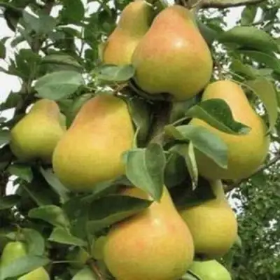 Груша ЛЮБИМИЦА ЯКОВЛЕВА в Орше