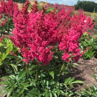 Астильба ЛАКИ ДЕЙ Арендса в Орше