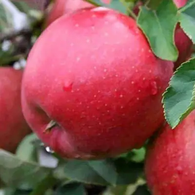 Яблоня ЧЕМПИОН в Орше