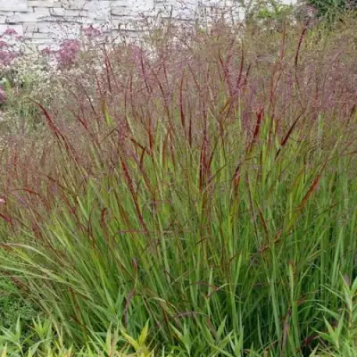 Просо ШЕНАНДО прутьевидное в Орше