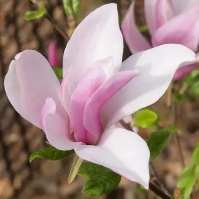 Магнолия БЕТТИ в Орше