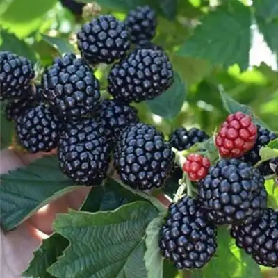 Ежевика ПОЛАР бесшипная  в Орше