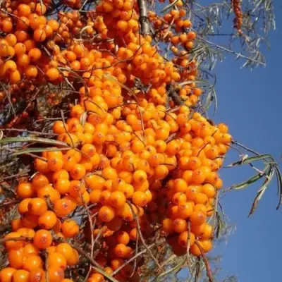 Облепиха СУДАРУШКА в Орше