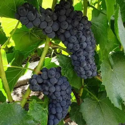 Виноград ВЭЛИАНТ в Орше