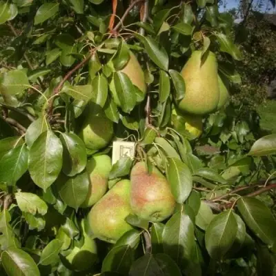 Груша БЕРЕ ЛЮКА в Орше