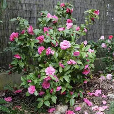 Камелия ДЕББИ в Орше