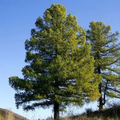 Лиственница сибирская в Орше